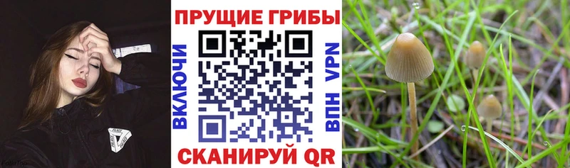 купить  сайты  кракен tor  Псилоцибиновые грибы мицелий  Белгород 