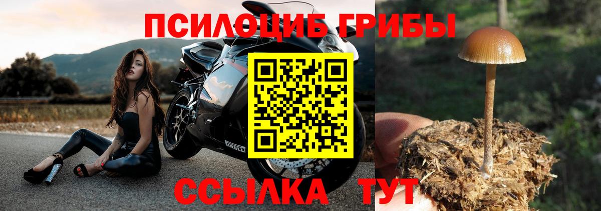 даркнет сайт  Вход с VPN  Белгород  Галлюциногенные грибы Psilocybe  Псилоцибиновые грибы прущие грибы 